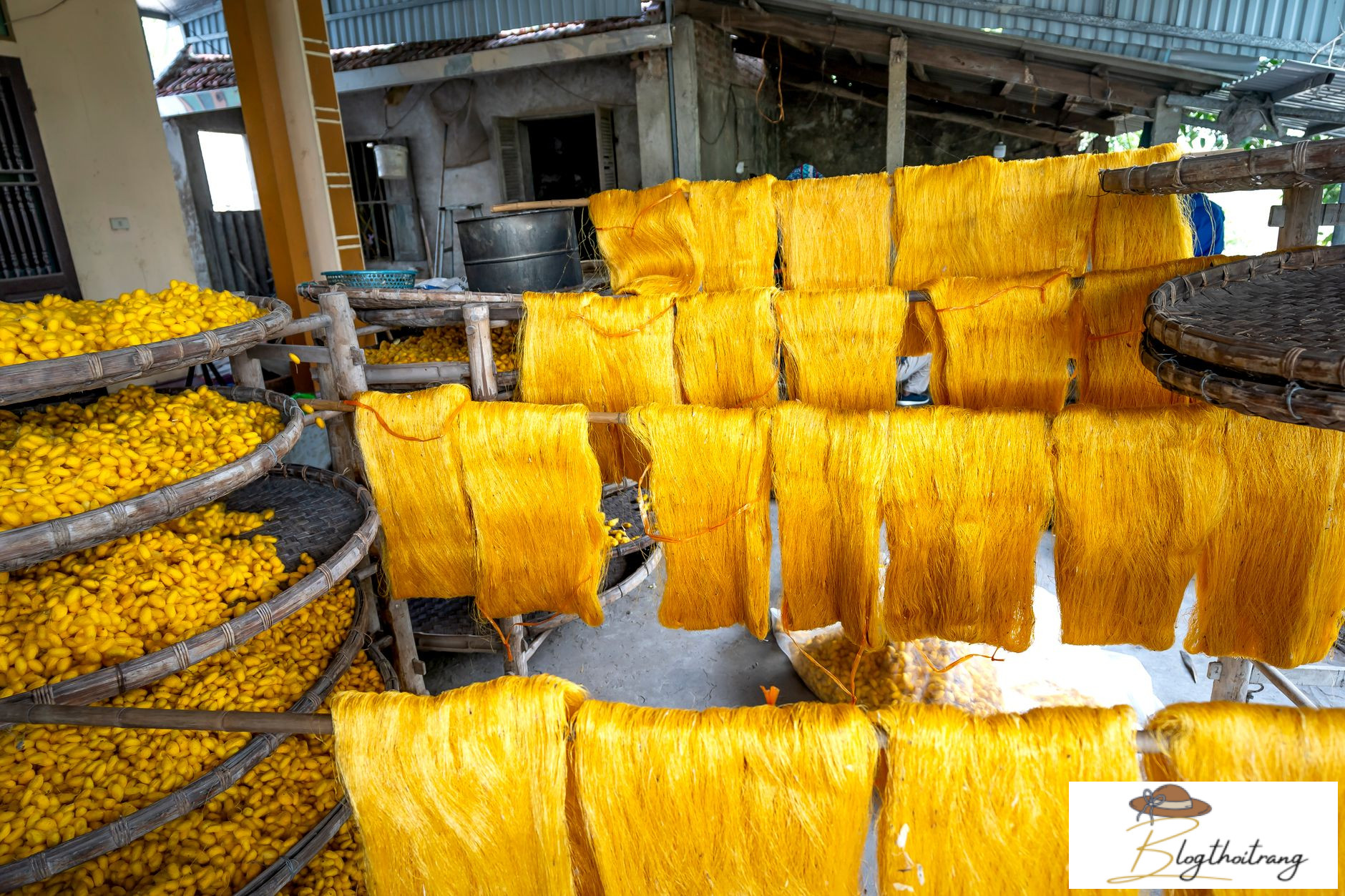 Sợi tơ tằm được lấy từ kén của con tằm